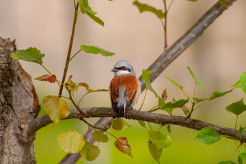 bird looking around  in woodland, Red-backed Shrike, Lanius collurio