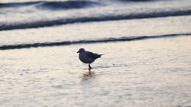 Seagull Walking In Shallow Water On Beach Waves And Seagull On Beach