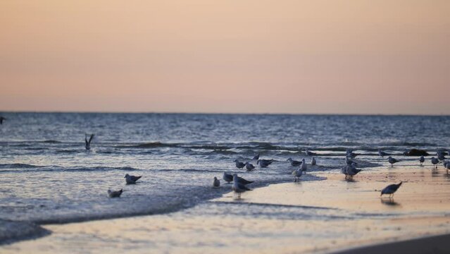 Pack Of Seagulls On Beach At Sunset With Many Seagulls In Shallow Ocean