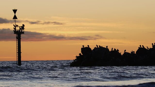 Birds On Rocks At Sunset At Glenelg Beach At Golden Hour With Seagulls
