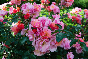 Rose Jazz, delicate beautiful pink rose. Exciting play of colors blooming in coppery orange through peachy yellow to light pink. Small shrub rose.