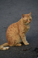 Wild cats with funny behavior