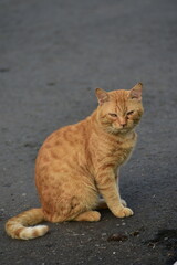 Wild cats with funny behavior