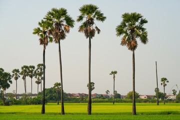 Views of tall palm trees abound in the green fields. at Sam Khok District Pathum Thani Province, Thailand. Taken on 2 Feb 2023.