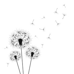 Dandelion wall decal,flow in the wind wall decal,dandelion wall stickers,dandelion flying wall decal children's room