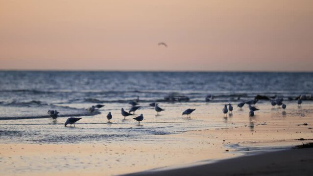 Seagulls Standing On Beach At Sunset With Seagull Bird On Beach