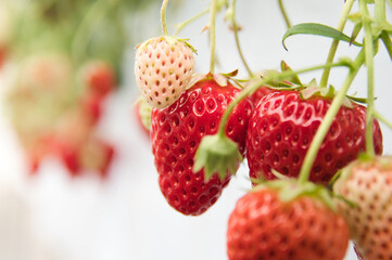 Strawberries on a white background