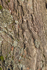 Old tree bark with beautiful patterns for graphic design or wallpapers. Natural background in abstract style.