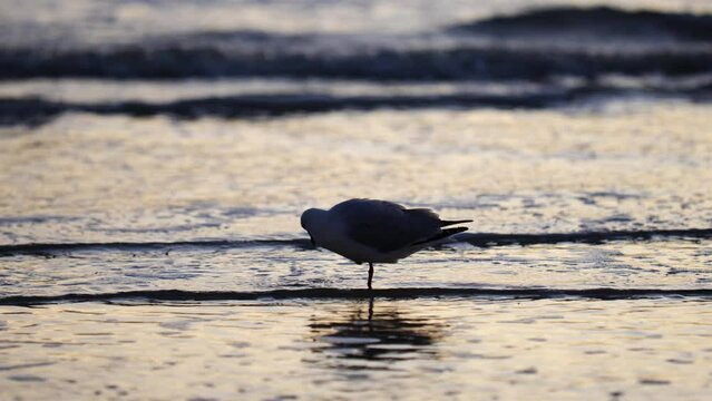 Seagull Cleaning In Ocean With Seagull And Waves On Beach