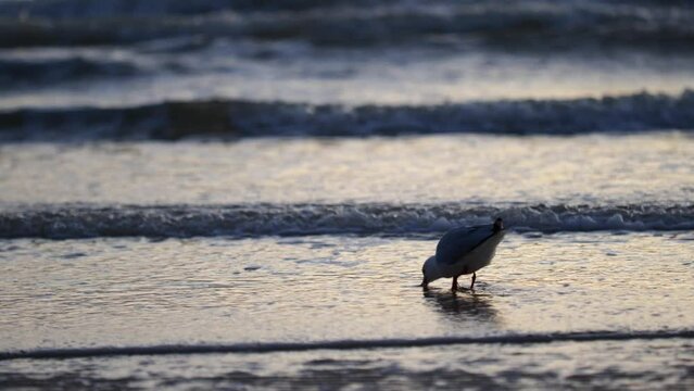 Seagull Walking In Ocean With Seagull Drinking In Sea Waves And Seagull