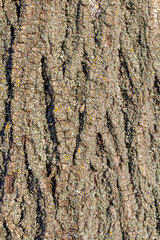 Old tree bark with beautiful patterns for graphic design or wallpapers. Natural background in abstract style.