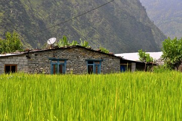 Rice field and a stone house in Nepal, Asia. Annapurna circuit trek. Close up photo of rice. Stone...