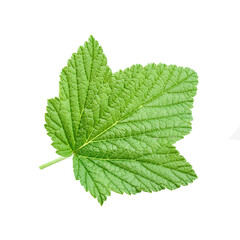 Fototapeta na wymiar Green currant leaves. Isolated on white background.