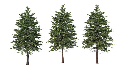 A variety of coniferous trees on a transparent background.