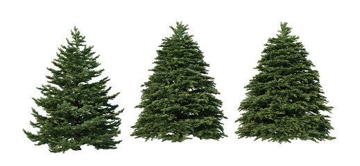 Fototapeta premium A variety of coniferous trees on a transparent background.
