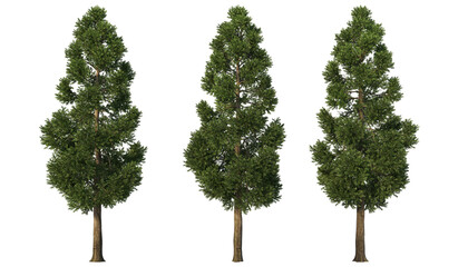 A variety of coniferous trees on a transparent background. © jomphon