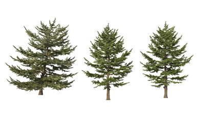 A variety of coniferous trees on a transparent background. © jomphon