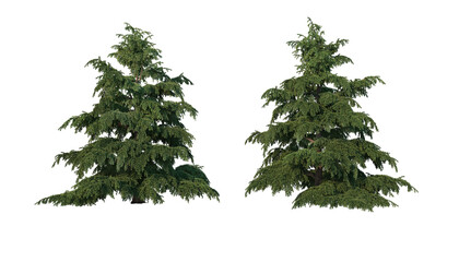 A variety of coniferous trees on a transparent background.