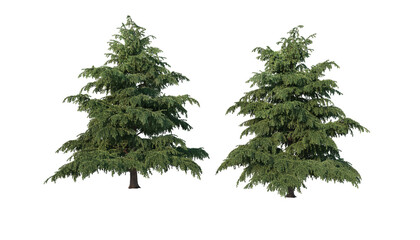 A variety of coniferous trees on a transparent background. © jomphon