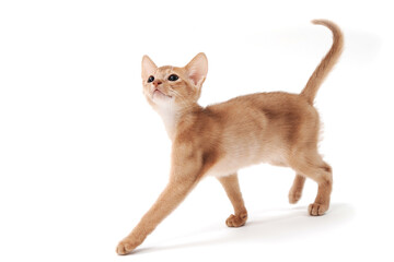 Abyssinian red kitten on a white isolated background