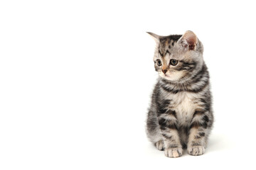 Fototapeta na wymiar Fluffy purebred gray kitten on a white isolated background