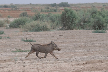 Warthog in Djoudj National Park of Birds