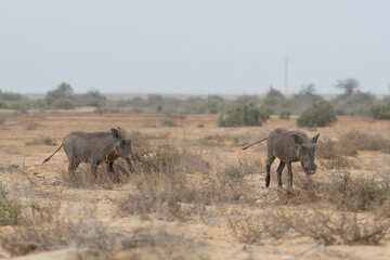 Fototapeta premium Warthog in Djoudj National Park of Birds