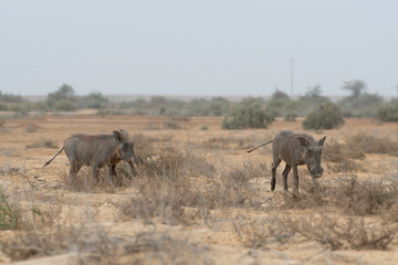 Warthog in Djoudj National Park of Birds