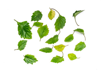 Patchouli leaf oil ingredient on white background isolated