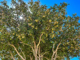 photo up to the tree top shot from below in Kuwait