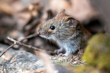 Naklejka na ściany i meble close up of a forest mouse looking out of hiding and looking up with interest in a spring forest with a blurry background