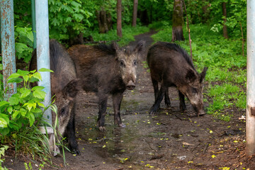 three young wild boars stand in the forest at the fence in the summer after a rain on the border of...