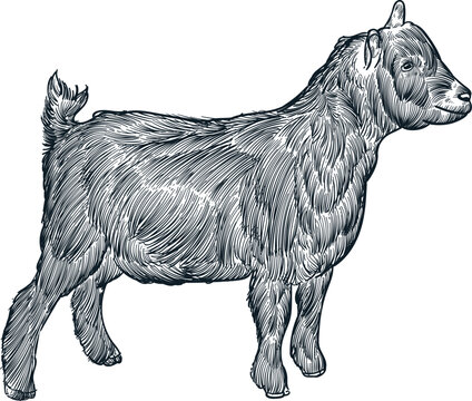 Vintage hand drawn sketch pygmy goat