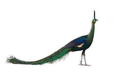 Fototapeta premium Green peafowl male or Indonesian fowl isolated on white background the national holy bird of Myanmar from side angle view with colorful vibrant feather color