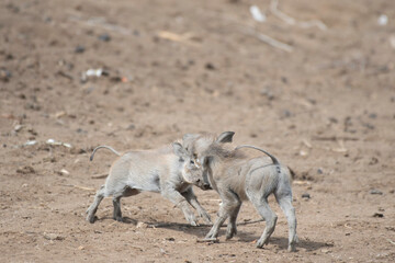 Warthoglets in Djoudj National Park of Birds