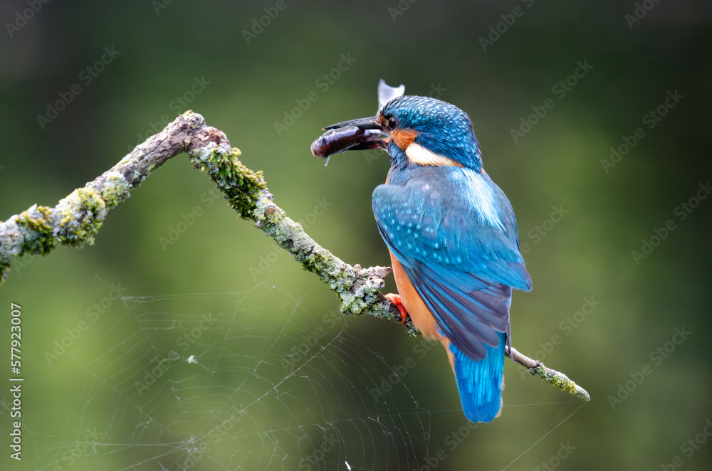 Poster a male kingfisher is perched on a branch with a fish in his beak. close up with a natural blurred ba