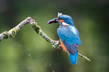 A male kingfisher is perched on a branch with a fish in his beak. Close up with a natural blurred background and copy space