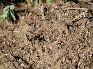 Small black ants carry pebbles, twigs and food to the entrance to the anthill on a sunny spring day. Well-coordinated collective work of insects.