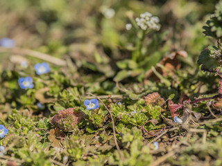 オオイヌノフグリ