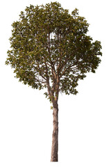 PNG tree with removed original background for easy to drag and drop in new project	
