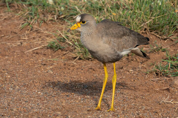 Female African wattled lapwing, near Mankwe Dam, Pilanesberg National Park, North West, South Africa.