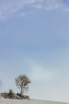 Lonesome tree and bird in Winter