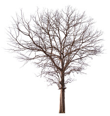 PNG death tree with removed original background for easy to drag and drop in new project	
