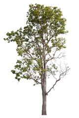 PNG tree with removed original background for easy to drag and drop in new project	