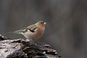 Finch on the branch