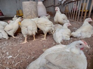 some broiler chicks eat the feed in the yellow bin