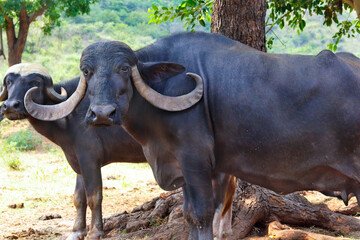 Biggest Horns Indian subcontinent. Domestic Asian water buffalo, black buffalo in gir forest, buffalo in the jungle and photo was captured ground at early morning, wildlife green grass background.