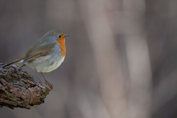 robin on a branch