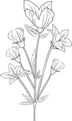 bellflower vector art, monochrome floral pattern. ink vector illustration hand drawn pencil sketch, a branch of botanical collection simplicity, artistic, coloring book for children and adults.