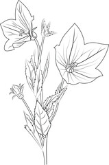 Sketch bell flower drawing, bellflower bouquet, of flower design for card or print. hand painted flowers illustration isolated on white backgrounds, engraved ink art floral coloring pages, and books.